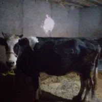 گاو گوساله روستای کومائین|حیوانات مزرعه|موچش, |دیوار