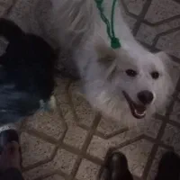 سگ پاکوتاه خوشکل