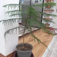 وسایل تزیینی و دکوری