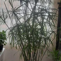 گل نخل مرداب اریکا شامادورا فیکوس سانسوریایوکا کاج