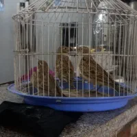 سپهری خوش رنگ سالم