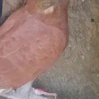 کفتر انر نگلیسی دهاتی