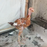 لاری