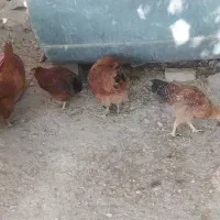 فروش مرغ