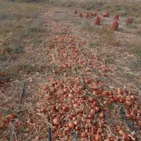 کارگر جهت برداشت پیاز|استخدام خدمات فروشگاه و رستوران|زنجانرود, |دیوار