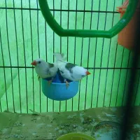 جفت فنچ|پرنده|قم, شهدا|دیوار