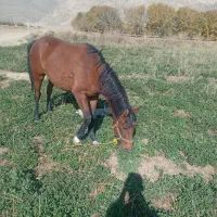 اسب|اسب و تجهیزات اسب‌سواری|درودزن, |دیوار