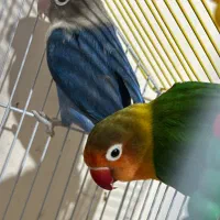 طوطی برزیلی مولد