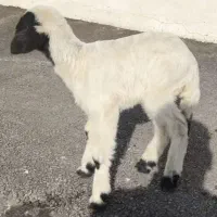 بره شیری ماده|حیوانات مزرعه|بروجرد, |دیوار