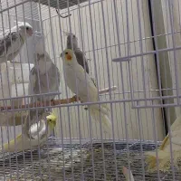 جفت لوتیو و جوجه دانخور|پرنده|گرگان, |دیوار