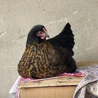 مرغ گمشده قراملک