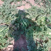 هندوانه