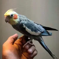 عروس هلندی نر بالغ دستی