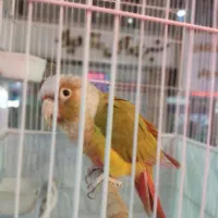 طوطی گیرینچیک مولد|پرنده|اسلامشهر, شهرک قائمیه|دیوار