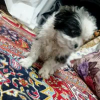 شیتزو کراس کوچولو