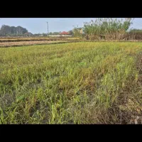 زمین مسکونی و کشاورزی یک هکتاری