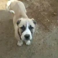 گمشده سگ گله|سگ|رفسنجان, |دیوار