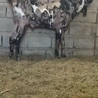 پازن پنجابی اصل