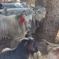 دوعدد چپش سبز رنگ|حیوانات مزرعه|شیراز, شهدای شهرک سعدی|دیوار