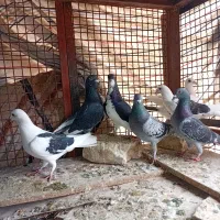 کبوتر ماده و نر