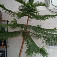 کاج مطبق