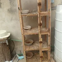 جفتگاه کبوتر