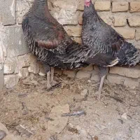 بوقلمون ماده|حیوانات مزرعه|تنکمان, |دیوار