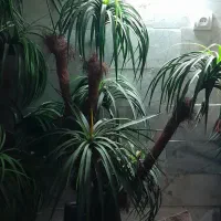 گل مصنوعی|گل مصنوعی|مشهد, طلاب|دیوار