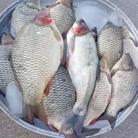 کپور درشت کوچک