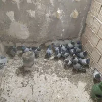 جوجه پلاکی نر پلاکی