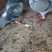 کبوتر|حیوانات|تربت‌حیدریه, پائین ولایت|دیوار