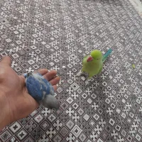 طوطی سخن گو فول دستی
