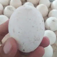 تخم نطفه دار بوقلمون