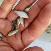 گرم یا سایز یک بند انگشت انواع ماهیان