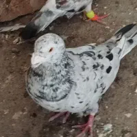 سار محدوده پنجتن سلمان گم کردم