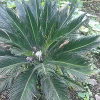 سیکاس فروشی ۲ میلیون|خدمات باغبانی و درختکاری|رشت, آب و برق|دیوار