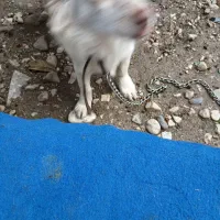 سگ اشپیتز|سگ|گرگان, |دیوار