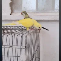 طوطی راهب زرد و ابی مولد کواکر|پرنده|اردبیل, |دیوار