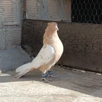 کبوتر سینه ای زرد نر درجه یک