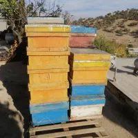 فروش تعدادی کندو زنبور عسل|عمدهفروشی|یاسوج, |دیوار