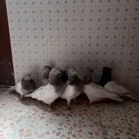 کبوتر کله ابر|پرنده|بم, |دیوار