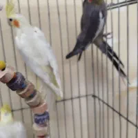 عروس هلندی|پرنده|تبریز, |دیوار