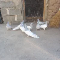 سلام ۸عدد موشی باش یکیش کاکلی ۷تا ساده|پرنده|عجب شیر, |دیوار