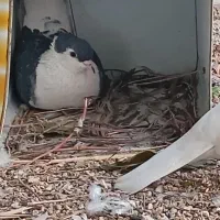 کبوترگمشده