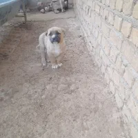 طوله سگ خراسانی اصیل|سگ|قوچان, |دیوار