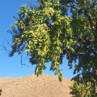 بادام خشک بدون تلخی پوچی دیم خراسان شمالی اسفراین