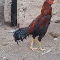 خروس لاری|پرنده|مشهد, ابوذر|دیوار