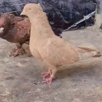 کله آبادانی گلالی|پرنده|بندر دیر, |دیوار