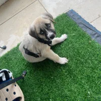 واگذاری سگ|سگ|خشکبیجار, |دیوار