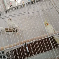 جفت عروس هلندی|پرنده|شوش, |دیوار